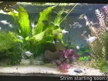 V-Hot-Sweti – webcam model profile photo Image 2