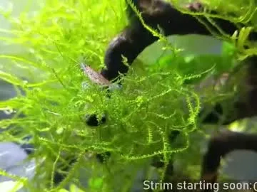 V-Hot-Sweti – webcam model profile photo Image 4