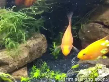 V-Hot-Sweti – webcam model profile photo Image 6