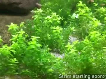 V-Hot-Sweti – webcam model profile photo Image 8