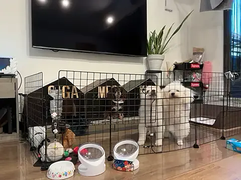 Sexy-Milla – webcam model profile photo Image 11