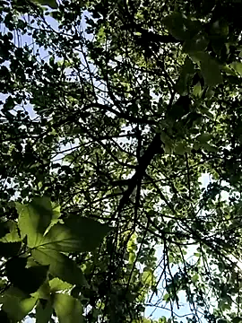 tinyangelxx – webcam model profile photo Image 3